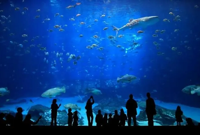 En * 플라야 델 잉글스